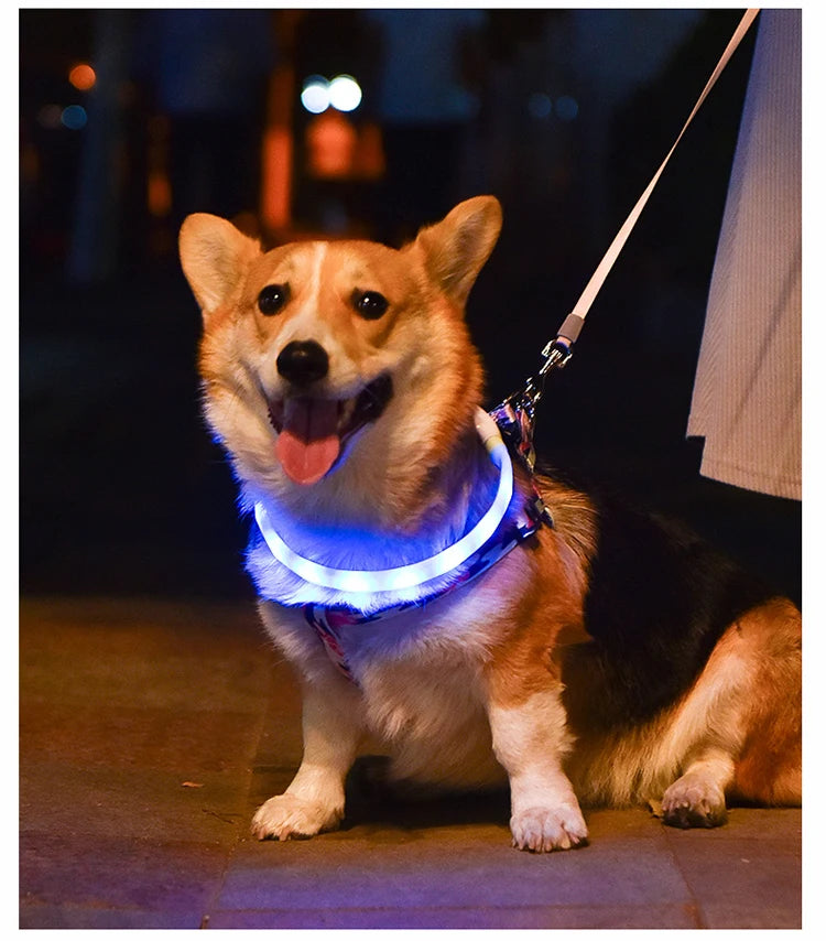 Dog Collar LED Light USB Discoloration Luminous Collar Perro Luz Led Dog Collar Flashing Rechargeable Glowing Collar For Dog Pet