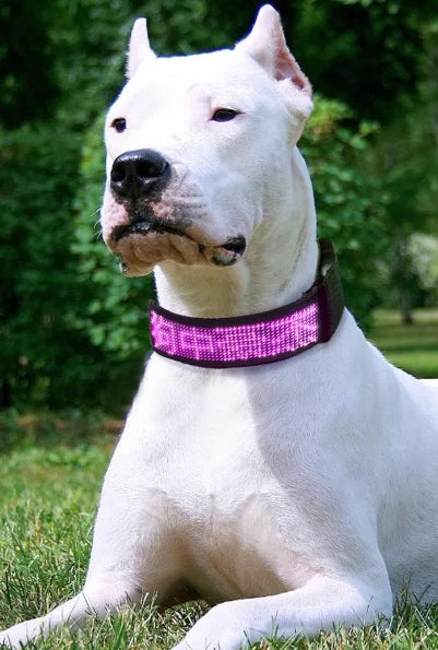 LED Light-Up Pet Dog Safety Collar Soft Personalized Glow-in-the-Dark Neck Loop with Programmable Flashing LED Animal Pattern