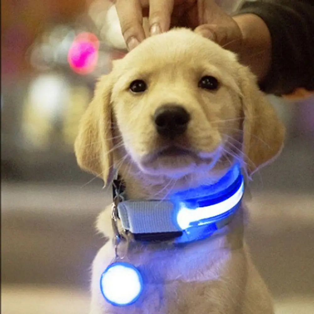 Usb Charging Glowing Dog Collar With Pendant Detachable Luxury Led Light Bright For Small Dogs Cat Night Safety Collar Wholesale