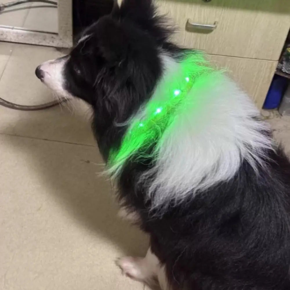 Adjustable Size LED Dog Collar Multi-Color Light Fiber Optic Material USB Rechargeable Collar PVC Material Detachable Pendant