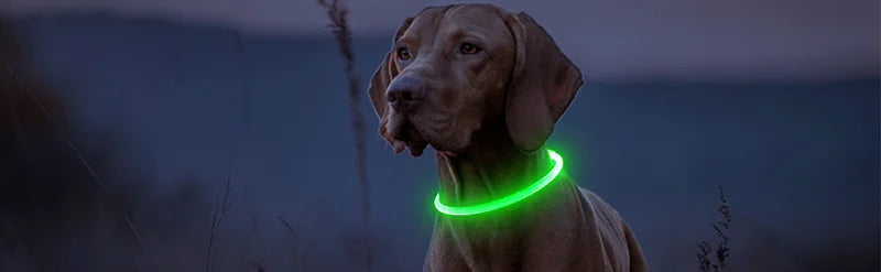 Dog Luminous Charge Collar Led Usb Cat Dogs Collars 3 Modes Detachable Night Led Glow Dog Loss Prevention Collar Pet Accessories