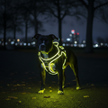 Black Pit Bull with White Chest wearing Neon Yellow LED Dual-Clip Harness