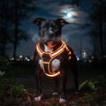 Black Pit Bull wearing Neon Orange LED Dog Harness