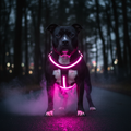 Black Pit Bull wearing Neon Pink LED Dog Harness