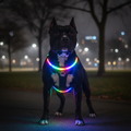 Black Pit Bull wearing Rainbow Multicolor LED Dog Harness